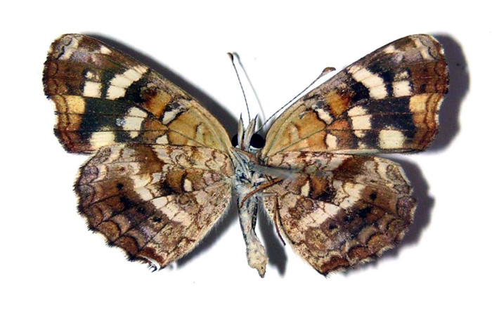 Figura 14. Adulto <i>Anthanassa frisia</i> (Nymphalidae), macho posición dorsal. Área de Conservación Guanacaste, Sector Santa Rosa. 94-SRNP-9965.1- DHJ98697.
