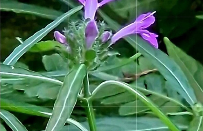 Figura 15. Planta hospedera de <i>Anthanassa tulcis[/i (Nymphalidae), esta planta se llama <i>Justicia carthagenensis</i> (Acanthaceae). Estación Biológica Wege, Sector Rincon Rain Forest. Foto. ACG.