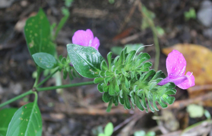 Figura 16. Planta hospedera de Anthanassa tulcis (Nymphalidae), esta planta se llama Justicia carthagenensis (Acanthaceae). Estación Biológica Wege, Sector Rincon Rain Forest. Foto. ACG.