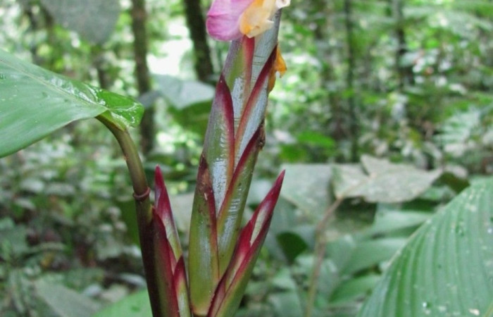  <i>Pleiostachya pruinosa</i> ( Marantaceae) planta hospedera de <i>Megeuptychia Antonoe</i> (Nymphalidae). Foto tomada de PlantNet. Área de Conservación Guanacaste, Costa Rica.
