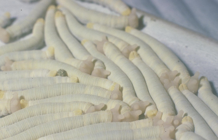  Grupo de larvas en posición dorsal de <i>Megeuptychia antonoe</i> (Nymphalidae), U estadio. Sector Pitilla, Pasmompa. Voucher 05-SRNP-30119-DHJ88464.jpg.