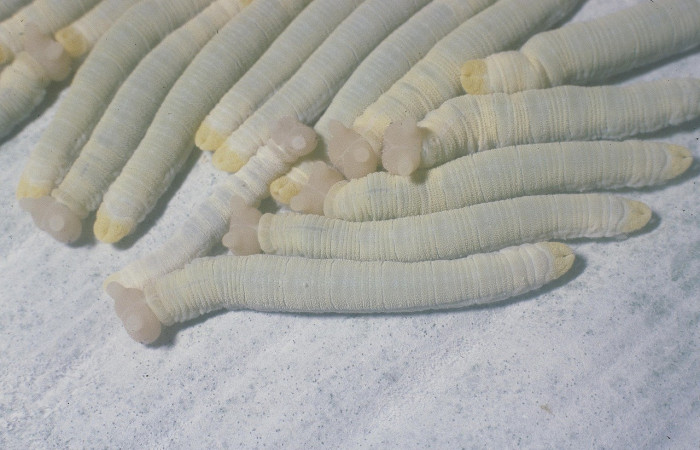  Grupo de larvas en posición dorsal de <i>Megeuptychia</i> antonoe (Nymphalidae), U estadio. Sector Pitilla, Pasmompa. Voucher 05-SRNP-30119-DHJ88465.jpg.