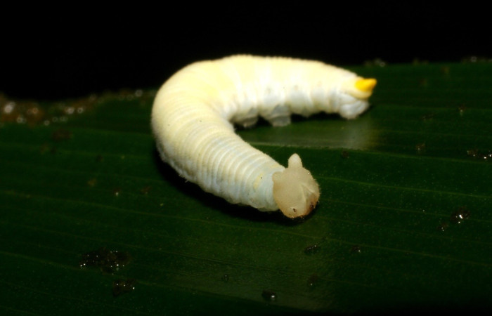  Cabeza en posición lateral de <i>Megeuptychia antonoe</i> (Nymphalidae), PU estadio. Sector San Cristóbal, Sendero Huerta. Voucher 05-SRNP-4824-DHJ403169.jpg.