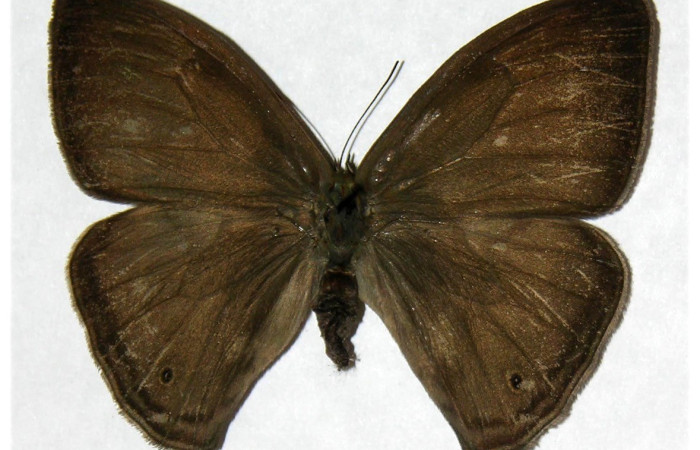  Adulto en posición dorsal de <i>Megeuptychia antonoe</i> (Nymphalidae). Sector San Cristóbal, Sendero Huerta. Voucher 05-SRNP-4890-DHJ319058.