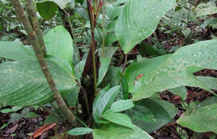  <i>Pleiostachya pruinosa</i> ( Marantaceae) planta hospedera de <i>Megeuptychia Antonoe</i>(Nymphalidae). Foto tomada de PlantNet. Área de Conservación Guanacaste, Costa Rica.
