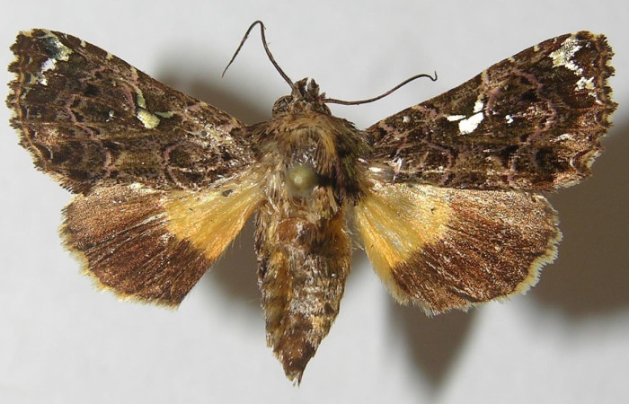 Fig. 1 Adulto <i>Argyrosticta eubotes</i> (Noctuidae), vista dorsal mide 33mm. Ojochal, Sector Santa Rosa, 10-SRNP-70111-DHJ539642.