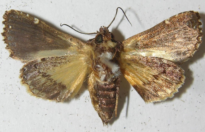 Fig. 1 Adulto <i>Argyrosticta eubotes</i> (Noctuidae), vista dorsal mide 33mm. Ojochal, Sector Santa Rosa, 10-SRNP-70111-DHJ539643.