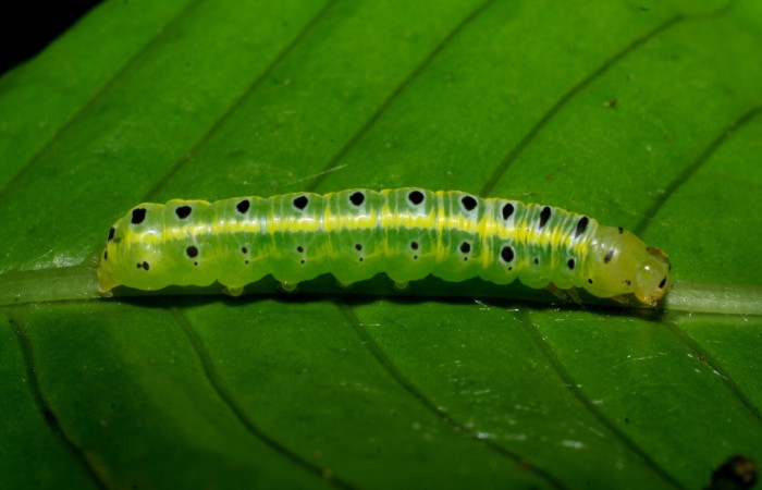 Fig. 6 Larva <i>Argyrosticta eubotes</i> (Noctuidae), vista dorsal mide 31mm. Ojochal, Sector Santa Rosa, 08-SRNP-5979-DHJ444957.jpg
