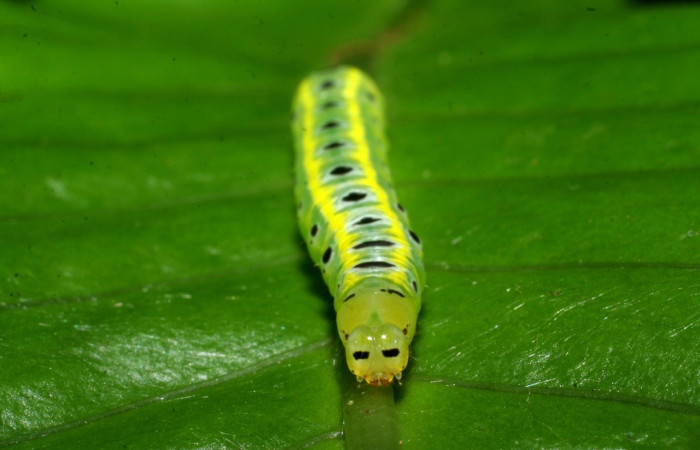 Fig. 8 Larva <i>Argyrosticta eubotes</i> (Noctuidae), vista dorsal mide 20mm. Ojochal, Sector Santa Rosa, 08-SRNP-5979-DHJ444960.jpg 