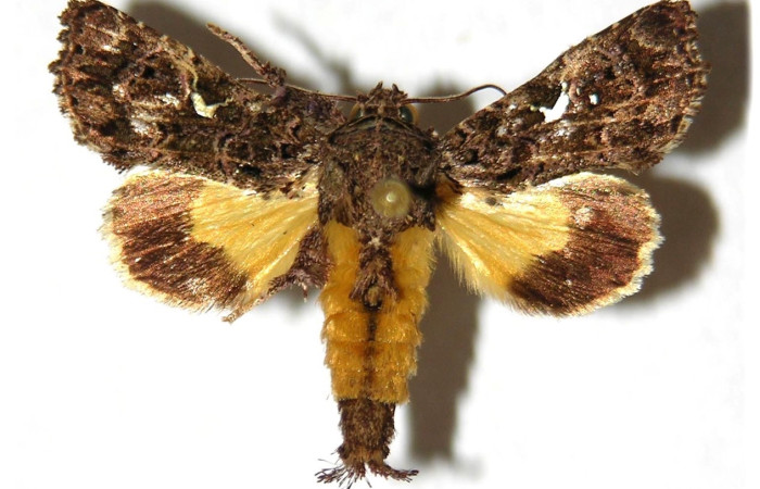 Fig. 9 Adulto <i>Argyrosticta bellinita</i> (Noctuidae), vista dorsal mide 25mm. Ojochal, Sector Santa Rosa, 97-SRNP-6356-DHJ315444