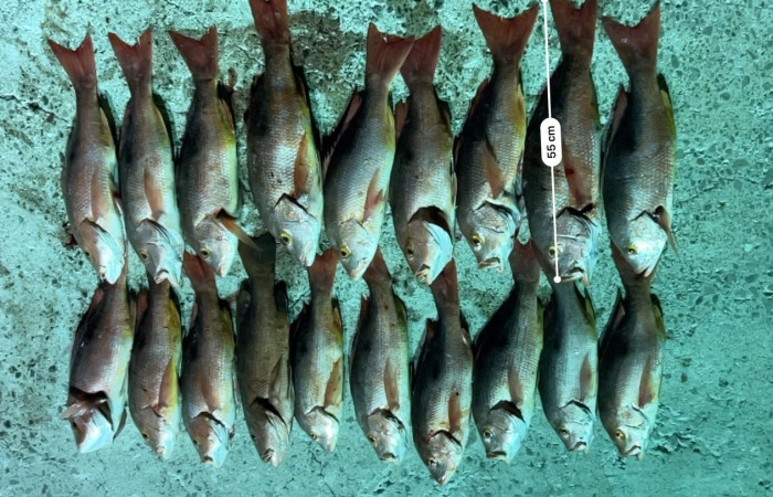 Sector Marino ACG 13 Agosto 2025 Foto: Braulio Bermudez