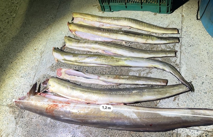 Sector Marino ACG 13 Agosto 2025 Foto: Braulio Bermudez