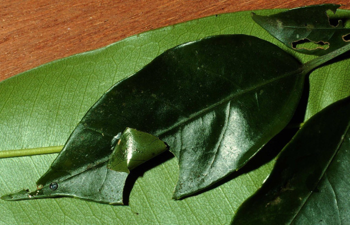 Figura 2. Casita de <i>Creonpyge</i> creonDHJ01 (Hesperiidae), planta hospedera <i>Dendropanax querceti</i> (Araliaceae). Voucher 01-SRNP-7059-DHJ60501.jpg.
