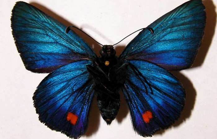 Figura 1. Adulto de <i>Creonpyge</i> creonDHJ01, hembra vista dorsal. Voucher 02-SRNP-9441-DHJ33819.jpg.