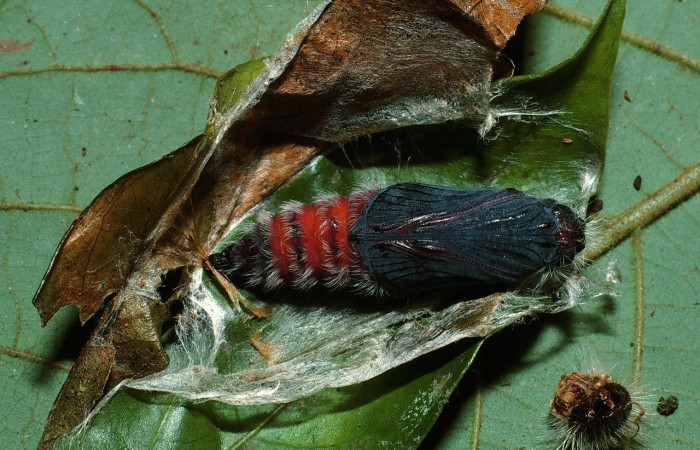 Figura 12. Pupa de <i>Creonpyge</i> creonDHJ01 (Hesperiidae), posición ventral abdominal, Estación Biológica Cacao. Voucher 03-SRNP-3109-DHJ72078.jpg.