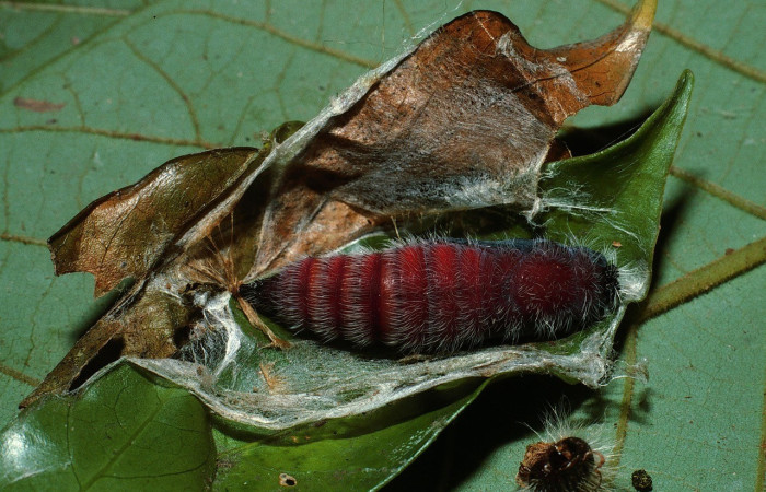 Figura 11. Pupa de <i>Creonpyge</i> creonDHJ01 (Hesperiidae), posición dorsal, Estación Biológica Cacao 03-SRNP-3109-DHJ72081.jpg.