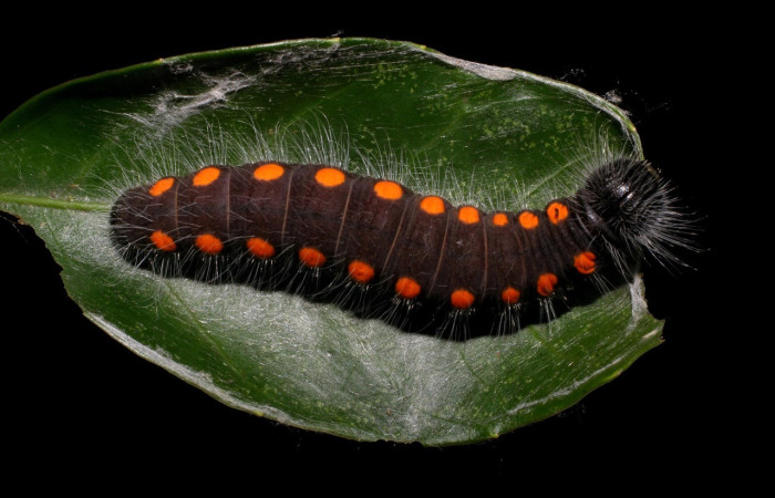 Figura 8. <i>Creonpyge</i> creonDHJ01 (Hesperiidae), último estadio, posición dorsal. Estación Biológica Cacao. Voucher 06-SRNP-36176-DHJ416749.jpg.