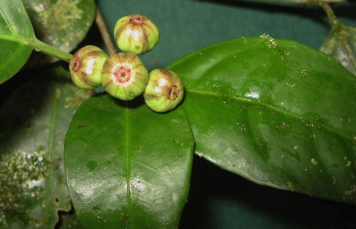 Figura 19. <i>Dendropanax querceti</i> (Araliaceae), planta hospedera de <i>Creonpyge</i> creonDHJ01 (Hesperiidae). Foto. Especies vegetales en Area de Conservación Guanacaste.