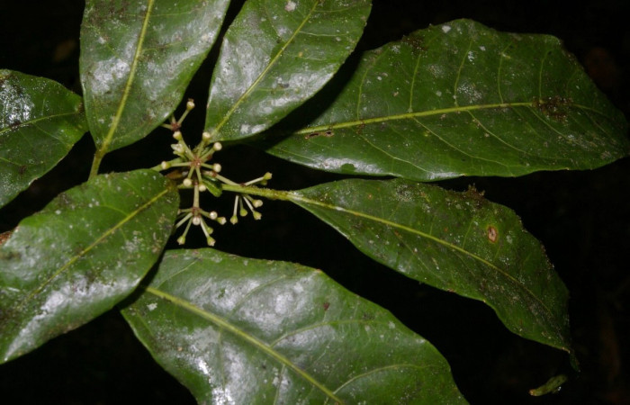 Figura 20. <i>Dendropanax querceti</i> (Araliaceae), planta hospedera de <i>Creonpyge</i> creonDHJ02 (Hesperiidae). Foto. Especies vegetales en Area de Conservación Guanacaste.