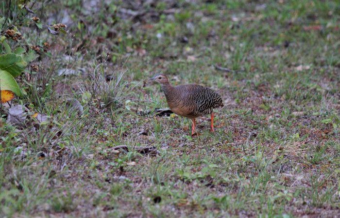Fig. 1 Ticket Tinamou <i>Crypturellus cinnamomeus</i> (Tinamidae). Estación Biológica Los Almendros Sector El Hacha ACG; 13 de abril 2023 Fotografía. Roster Moraga