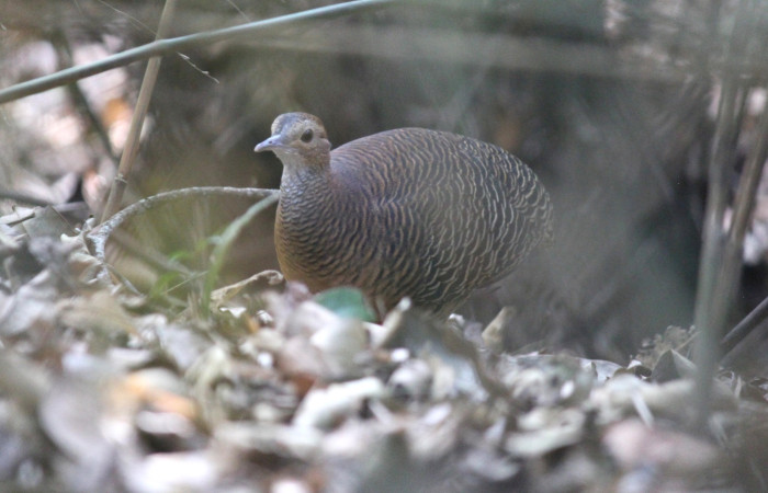 Fig. 2 Ticket Tinamou <i>Crypturellus cinnamomeus</i> (Tinamidae). Estación Biológica Los Almendros Sector El Hacha ACG; 17 de marzo 2022 Fotografía. Roster Moraga