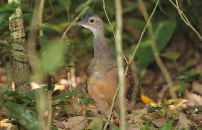 Fig. 3 Macho de Ticket Tinamou <i>Crypturellus cinnamomeus</i> (Tinamidae). Estación Biológica Los Almendros Sector El Hacha ACG; 08 de mayo 2021 Fotografía. Roster Moraga