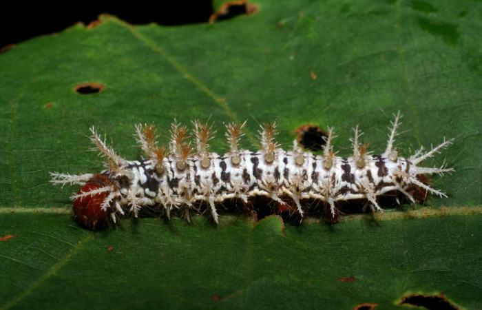Fig.10 Larva <i>Hylesia umbrata</i>, (Saturniidae), se alimenta <i>Ochroma pyramidale</i>, (Malvaceae), mostrando la parte dorsal entero. Voucher: 09-SRNP-30071-DHJ450821.jpg.