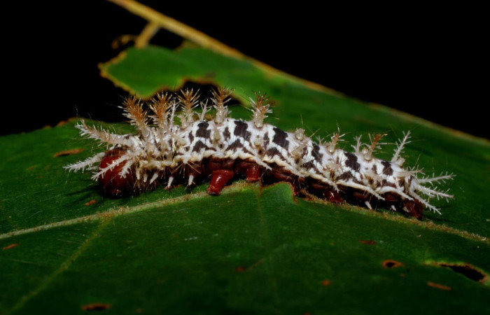Fig.13 Larva <i>Hylesia umbrata</i>, (Saturniidae), se alimenta <i>Ochroma pyramidale</i>, (Malvaceae), mostrando la parte lateral entero. Voucher: 09-SRNP-30071-DHJ450831.jpg.