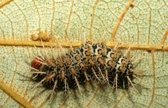 Fig.15 Prepupa <i>Hylesia umbrata</i>, (Saturniidae), se alimenta <i>Ochroma pyramidale</i>, (Malvaceae), mostrando la parte dorsal entero. Voucher: 09-SRNP-30265-DHJ450980.jpg.