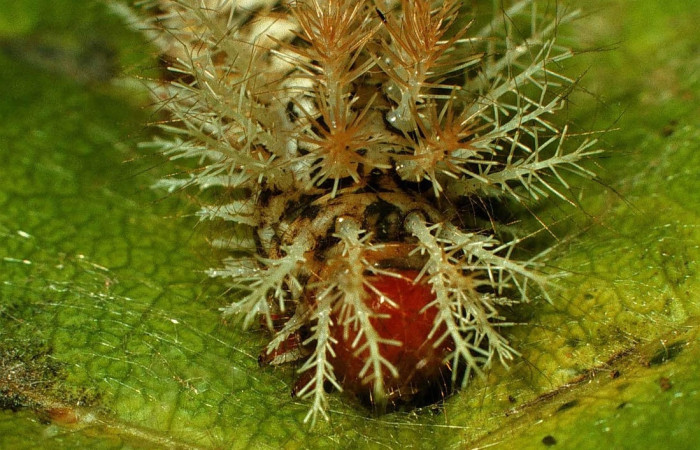 Fig.16 Larva <i>Hylesia umbrata</i>, (Saturniidae), se alimenta <i>Anacardium occidentale</i> (introducido), (Anacardiaceae), mostrando la parte cabeza. Voucher: 98-SRNP-4100-DHJ45027.jpg.