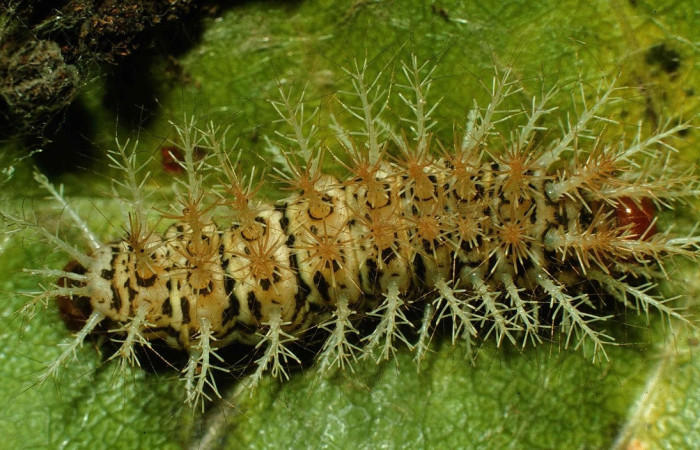 Fig.17 Prepupa <i>Hylesia umbrata</i>, (Saturniidae), se alimenta <i>Anacardium occidentale</i> (introducido), (Anacardiaceae), mostrando la parte dorsal entero. Voucher: 98-SRNP-4100-DHJ45025.jpg.