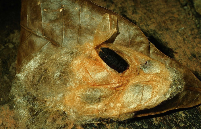 Fig.19 Capullo y Pupa <i>Hylesia umbrata</i>, (Saturniidae). Voucher: 96-SRNP-622-DHJ27743.jpg.