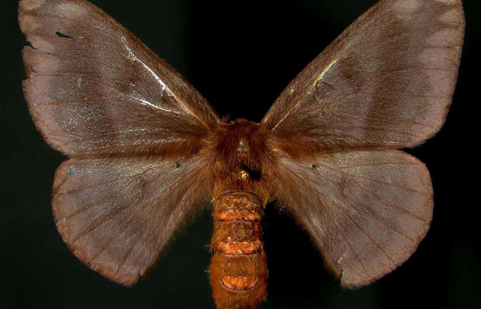 Fig.3 Adulto <i>Hylesia umbrata</i>, Saturniidae, hembra mostrando la parte dorsal. Voucher: 98-SRNP-4056.05-DHJ31237.