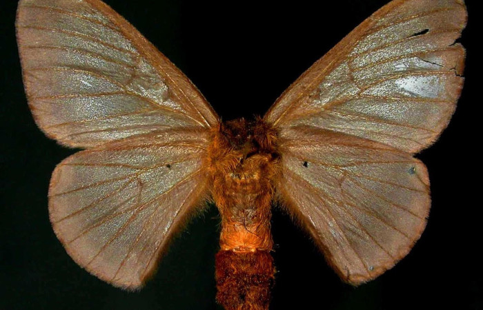 Fig.4 Adulto <i>Hylesia umbrata</i>, Saturniidae, hembra mostrando la parte ventral. Voucher: 98-SRNP-4056.05-DHJ31238.