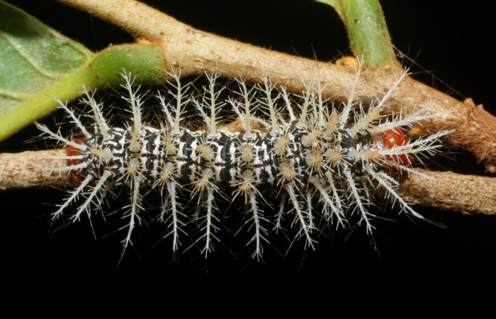 Fig.5 Larva <i>Hylesia umbrata</i>, (Saturniidae), se alimenta <i>Annona purpurea</i>, (Annonaceae), mostrando la parte dorsal entero. Voucher: 08-SRNP-22809-DHJ445334.jpg.