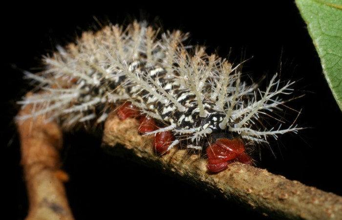 Fig.9 Larva <i>Hylesia umbrata</i>, (Saturniidae), se alimenta <i>Annona purpurea</i>, (Annonaceae), mostrando la parte trasera. Voucher: 08-SRNP-22809-DHJ445338.jpg.