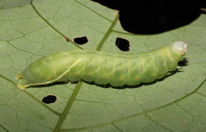 Fig. 12. Oruga en último estadío de <i>Lepidodes</i> Poole01 donde se puede apreciar una línea amarilla difuminada en ambos laterales en su parte lateral posterior. Voucher: 22-SRNP-21511-DHJ774938.jpeg