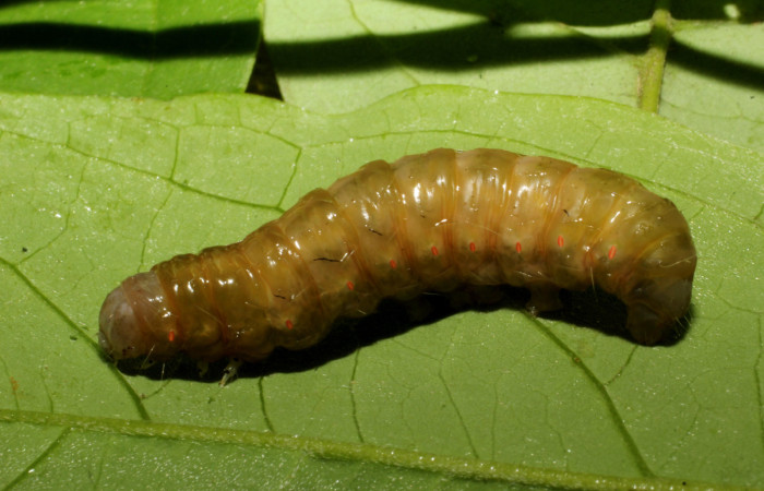 Fig. 15. Oruga en estado de prepupa <i>Lepidodes</i> Poole01 (Nolidae),  un estado donde su coloración y tamaño varía considerable debido al proceso de formación de la pupa. Voucher: 24-SRNP-65335-DHJ791786.JPG