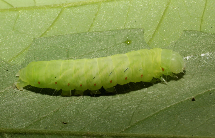 Fig. 5. Oruga de <i>Lepidodes</i> Poole01 (Nolidae), punúltimo estadío, alimentándose de <i>Bunchosia nitidae</i>  (Malpigiaceae).Voucher:24-SRNP-65378-DHJ791771.JPG