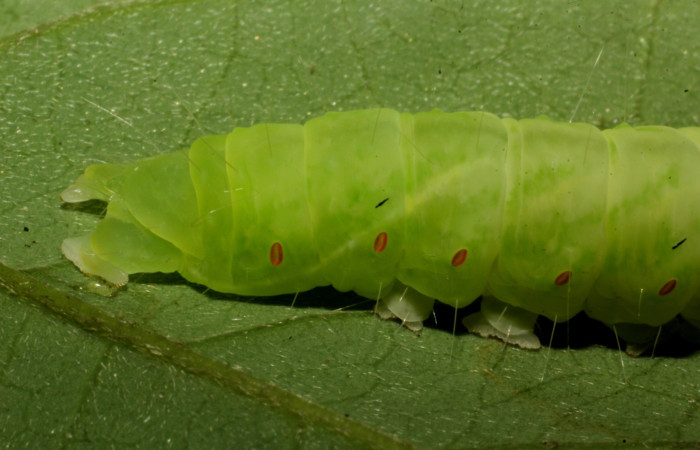 Fig. 8. Detalle posterior oruga <i>Lepidodes</i> Poole01. Voucher:24-SRNP-65378-DHJ791776.JPG  