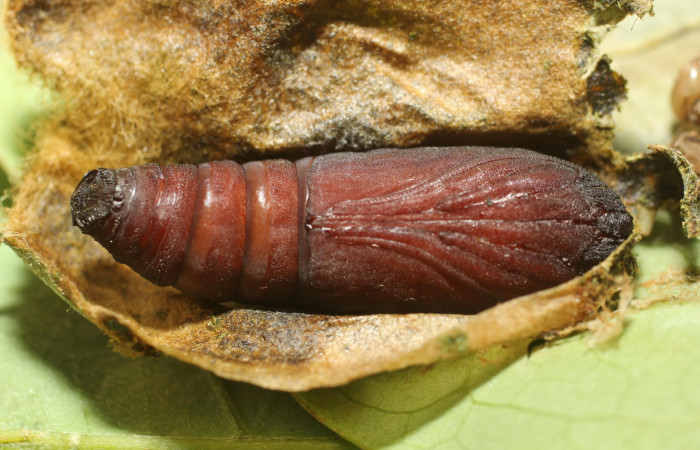 Fig. 16. Pupa de oruga <i>Lepidodes</i> Poole01 (Nolidae), vista ventral se aprecia el capullo que le da protección de depredadores o parásitos.Voucher: 24-SRNP-65378-DHJ791815.JPG
