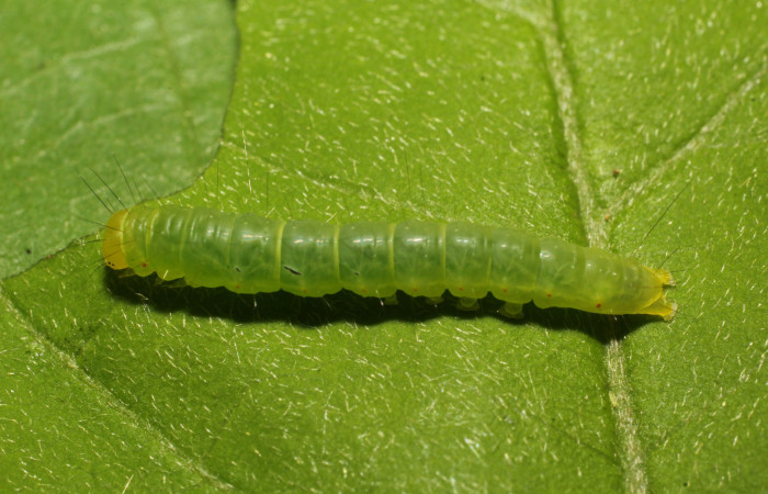 Fig. 3. Oruga de <i>Lepidodes</i> Poole01 (Nolidae), tercer estadío color verde con pelos negros sobresalientes. Voucher:24-SRNP-65520-DHJ791825.JPG.