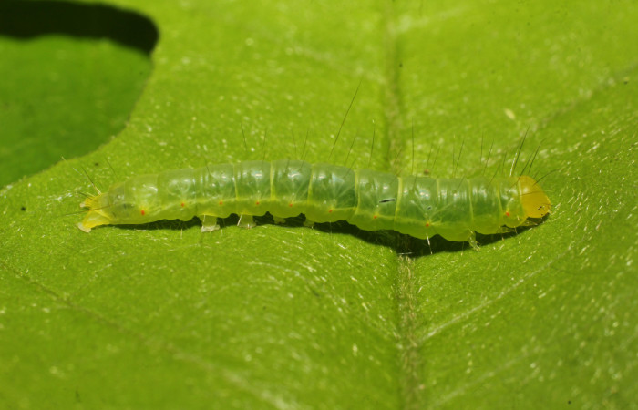 Fig. 4. Oruga de <i>Lepidodes</i> Poole01 (Nolidae), tercer estadío color verde con pelos negros sobresalientes, vista lateral donde se observa los espiráculos color naranja. Voucher:24-SRNP-65520-DHJ791829.JPG
