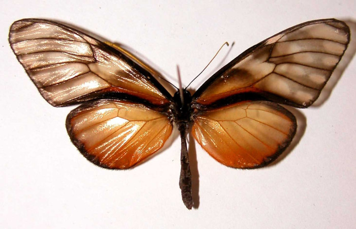 Fig. 12. Vista dorsal de adulto hembra de <i>Dircenna relata</i> (Nymphalidae). Voucher: 02-SRNP-3949-DHJ96410.       