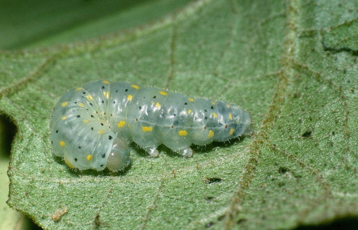 Fig. 4. Larva <i>Dircenna relata</i> (Nymphalidae), en último estadio, listo para hacer prepupa. Voucher: 04-SRNP-3740-DHJ86070.jpg       