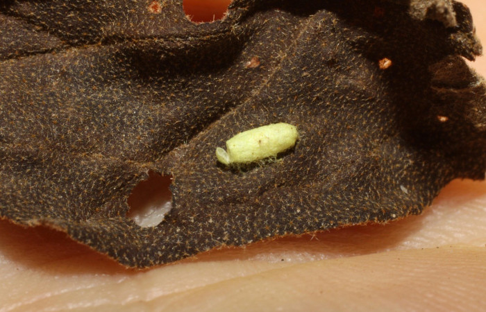 Fig. 8. Capullo eclosionado de <i>Cotesia</i> Whitfield97 (Braconidae), en <i>Dircenna klugii</i> (Nymphalidae), en planta hospedera <i>Solanum torvum</i> (Solanaceae). Voucher: 09-SRNP-56627-DHJ474153.jpg    