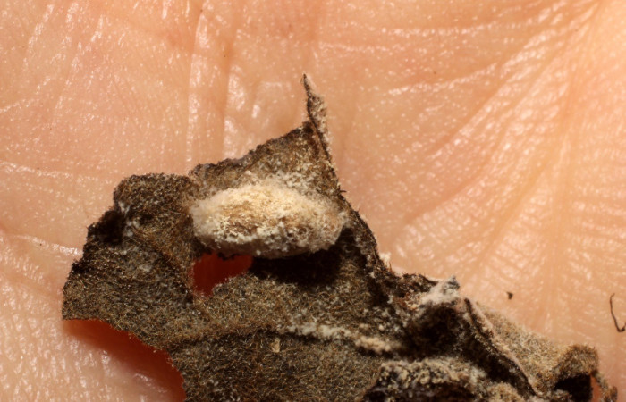 Fig. 7. Vista del capullo de (Braconidae) <i>Diolcogaster</i> Choi113 en larva <i>Dircenna relata</i> (Nymphalidae). Voucher: 10-SRNP-3753-DHJ496138.jpg       