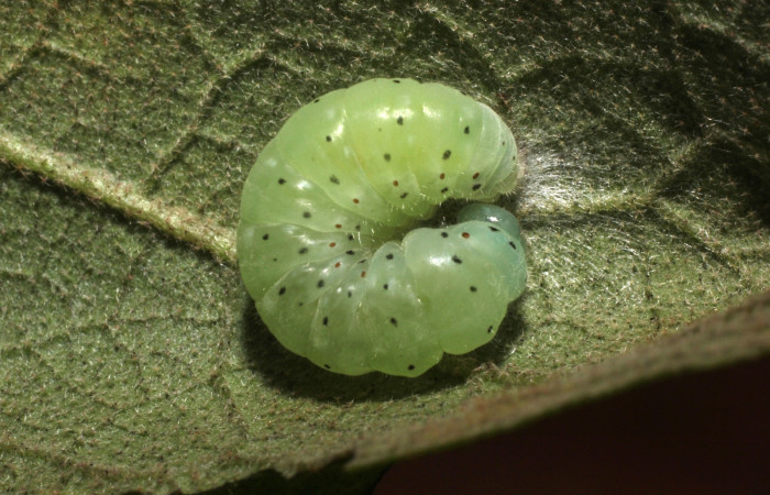 Fig. 9. Vista de la prepupa de <i>Dircenna relata</i> (Nymphalidae). Voucher: 14-SRNP-35439-DHJ802969.jp