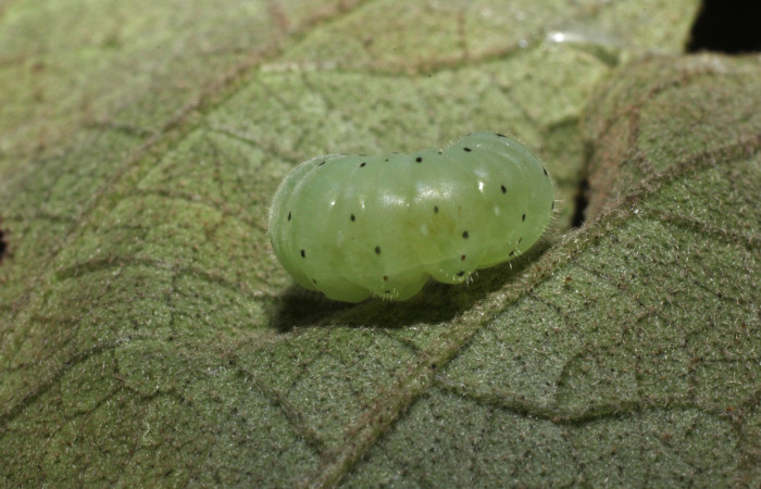 Fig. 10. Vista de la prepupa de <i>Dircenna relata</i> (Nymphalidae). Voucher: 14-SRNP-35439-DHJ802971.jpg