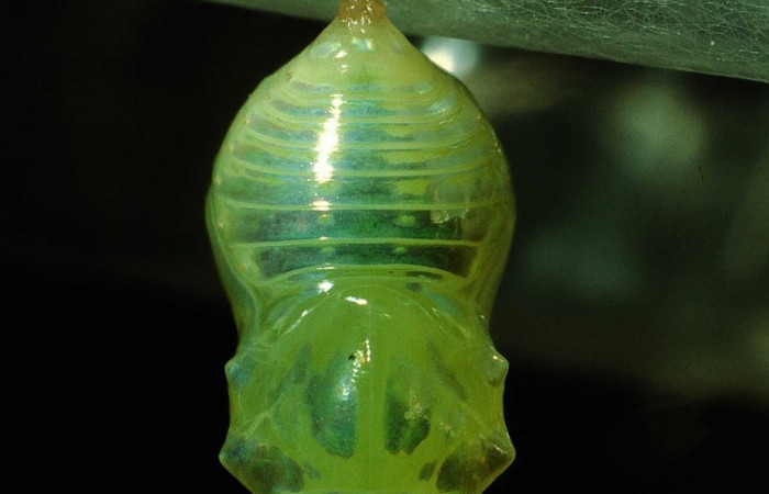 Fig. 11. Vista ventral de pupa de <i>Dircenna klugii</i> (Nymphalidae). Voucher: 95-SRNP-455-DHJ21854.jpg       